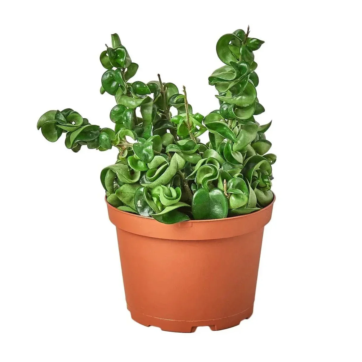 6_hoya_rope_succulent.webp