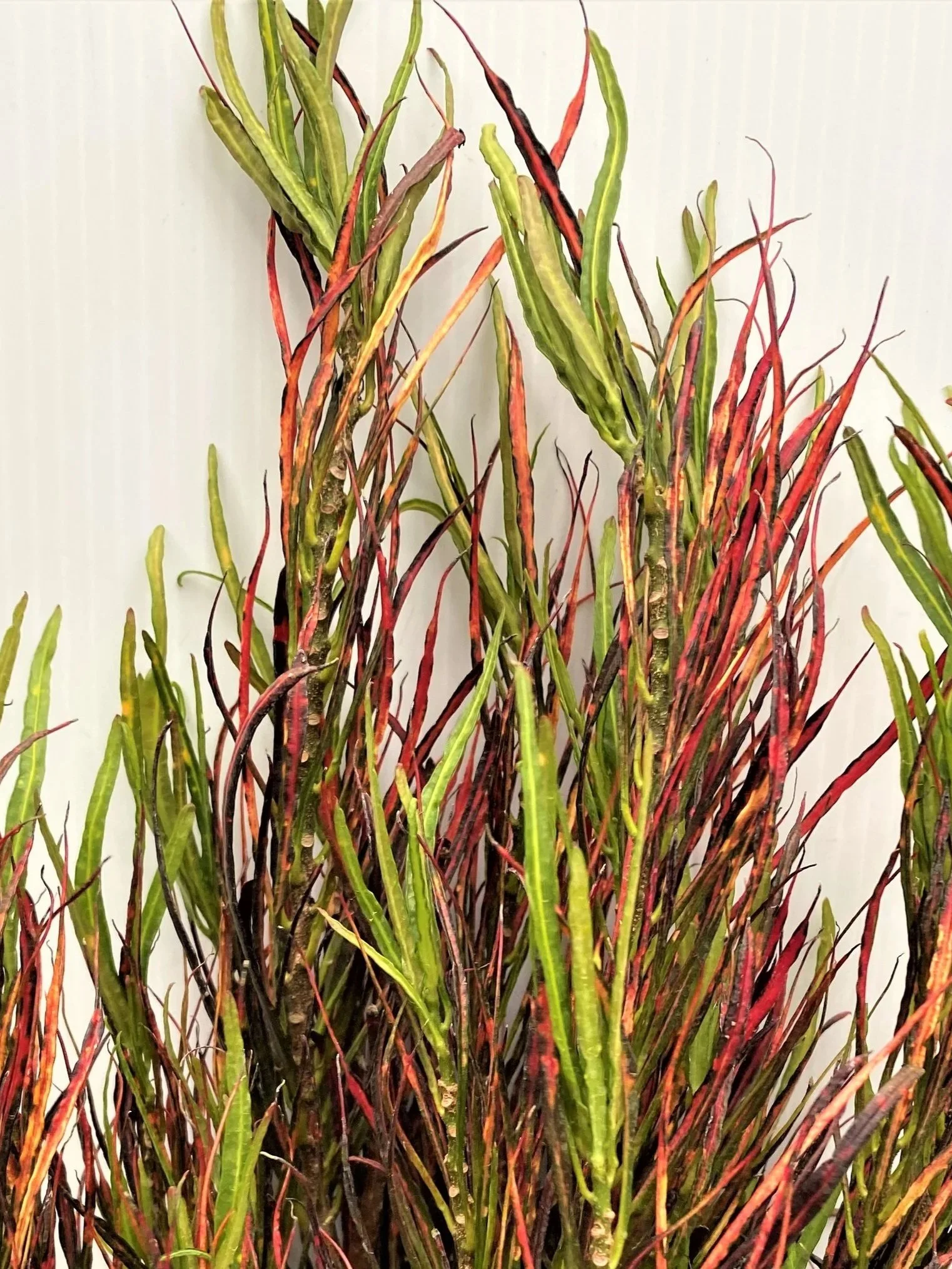 Croton-Picasso-Paintbrush.jpg