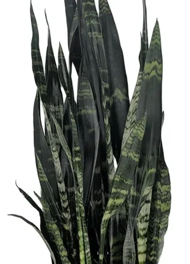 SnakePlant-BlackCoral.webp