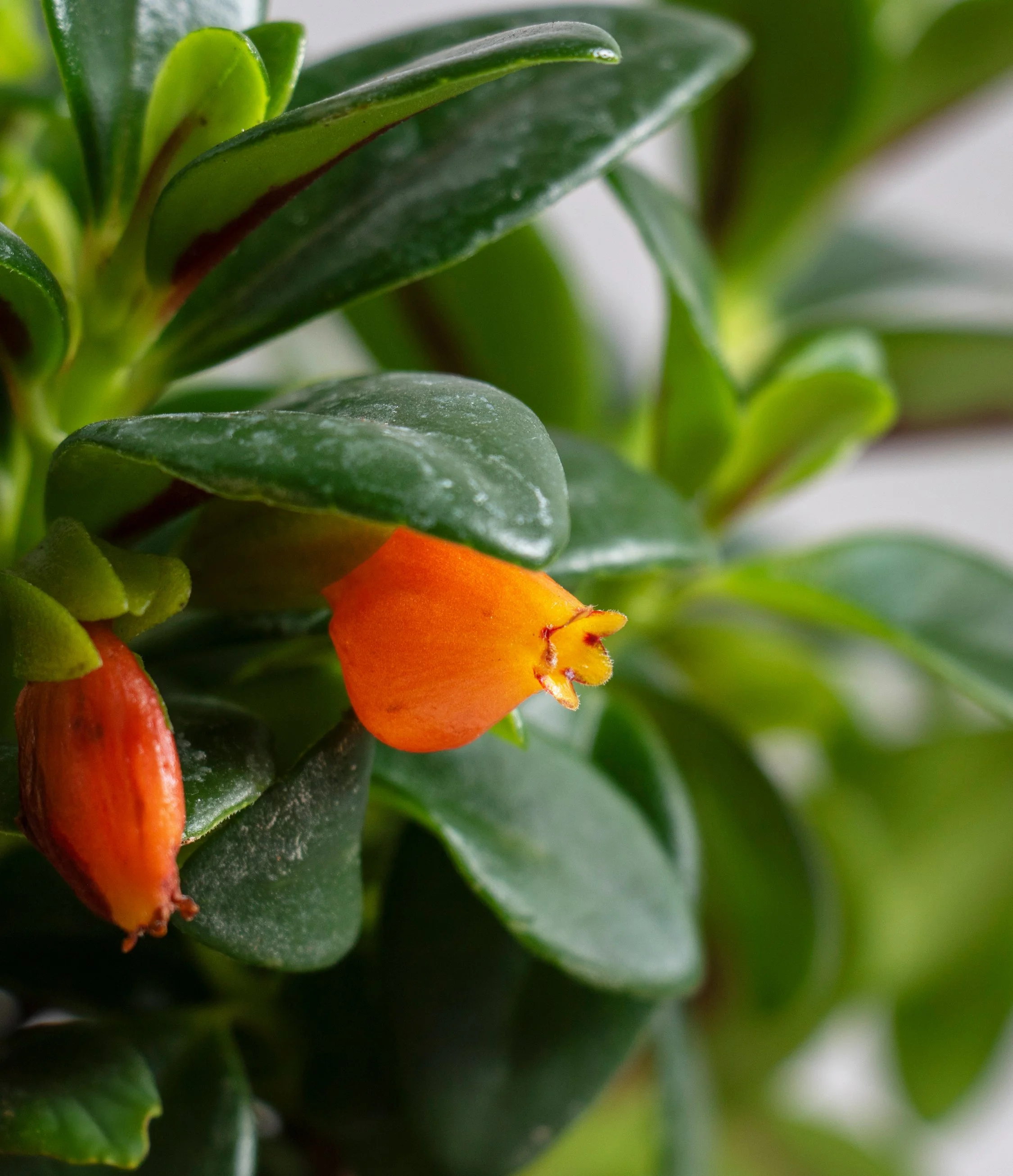 goldfish_plant.jpg