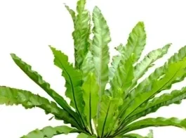 6" Fern Birdnest