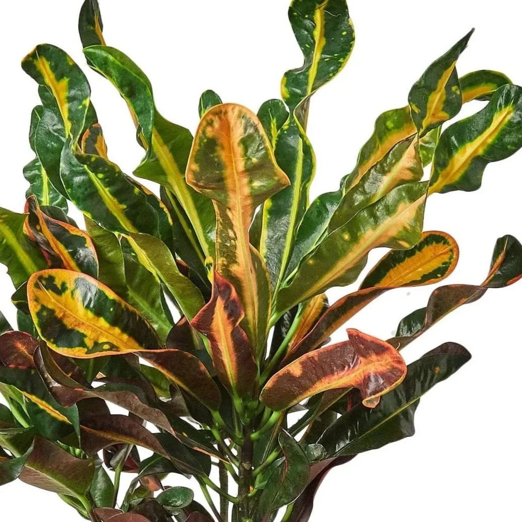 Croton-Mammy-6_16.jpg