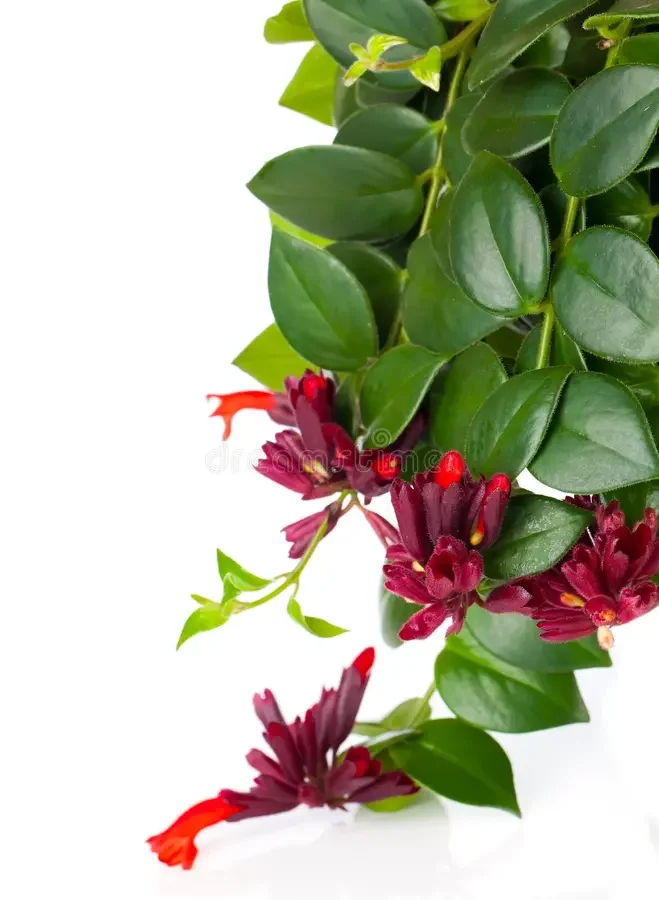 lipstick-plant-aeschynanthus-radicans-pot-isolated-white-background-40372544.webp