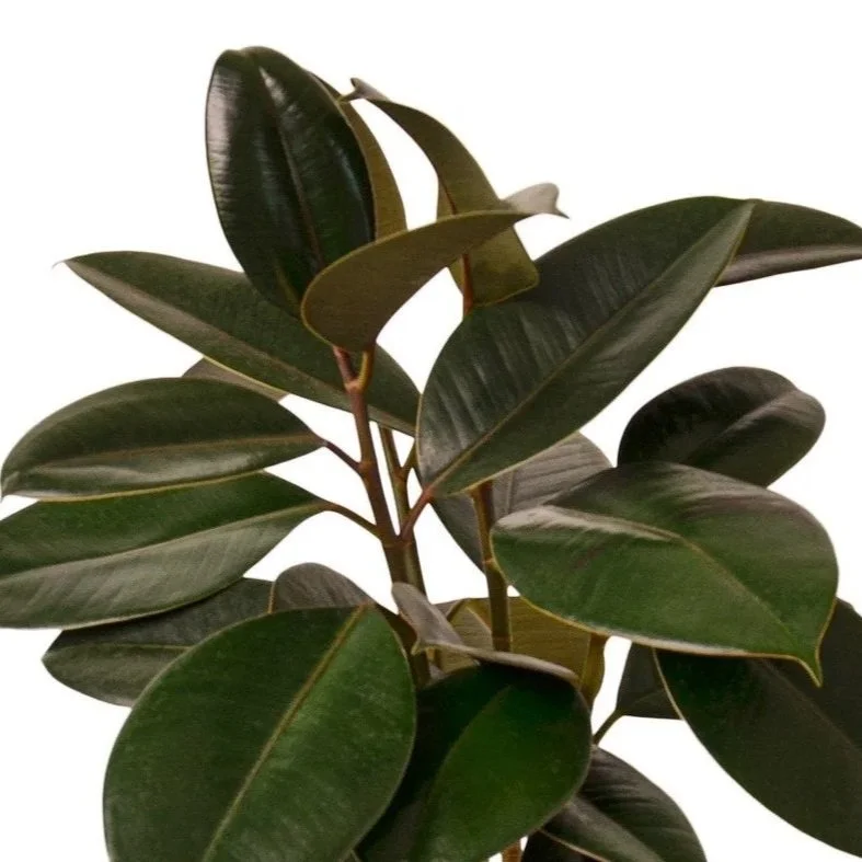 Ficus-Burgundy.jpg