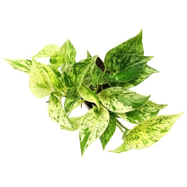 epipremnum-aureum-marble-queen.jpg
