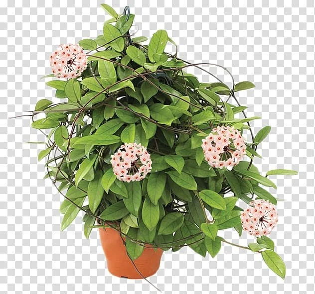flowerpot-hoya-carnosa-plant-cut-flowers-monstera.jpg