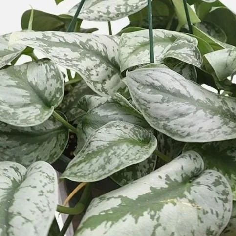 pothos_silver_satin_b.jpg
