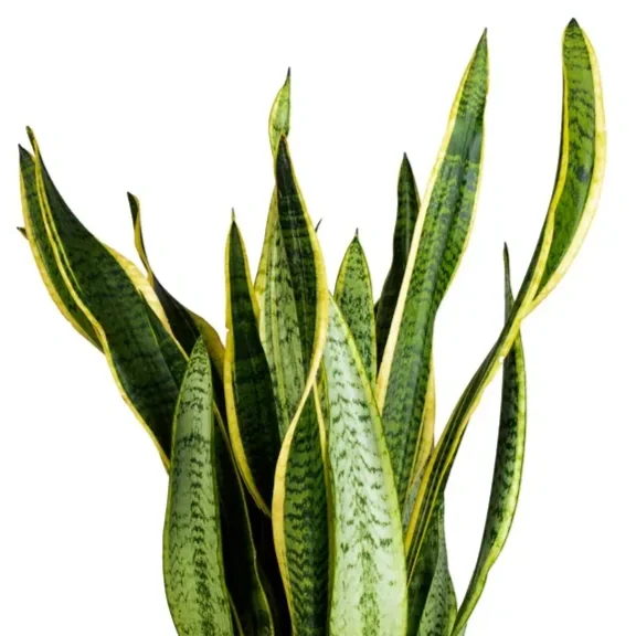 Sansevieria-trifasciata-Laurentii-.webp