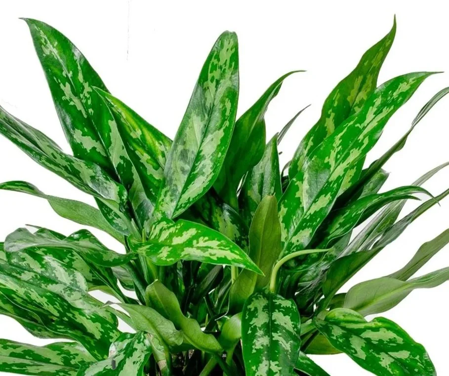 Aglaonema-Maria.jpg