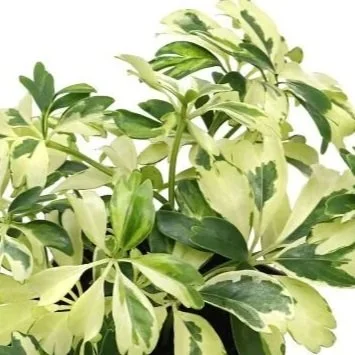 arboricola-variegata.jpg