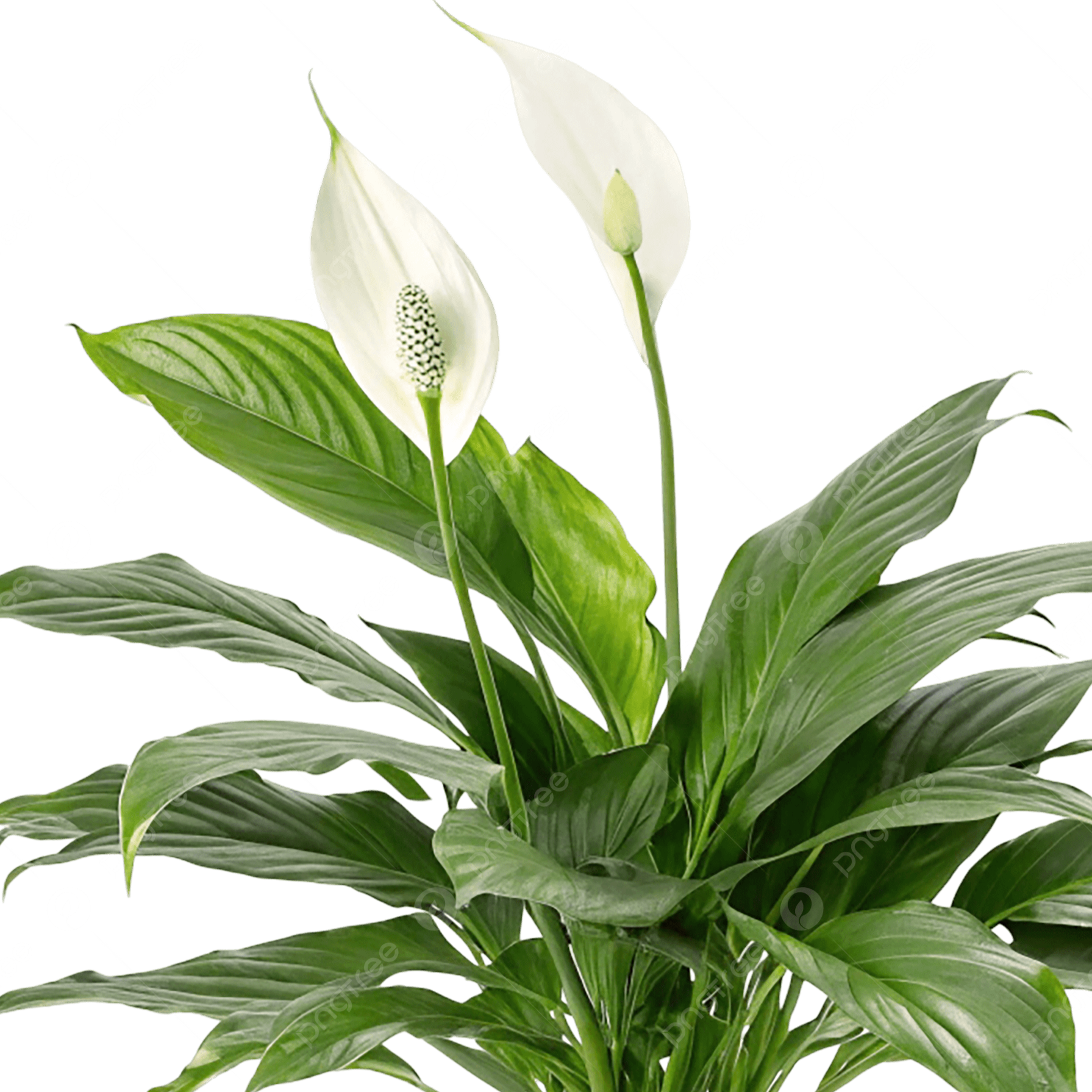 spath.png