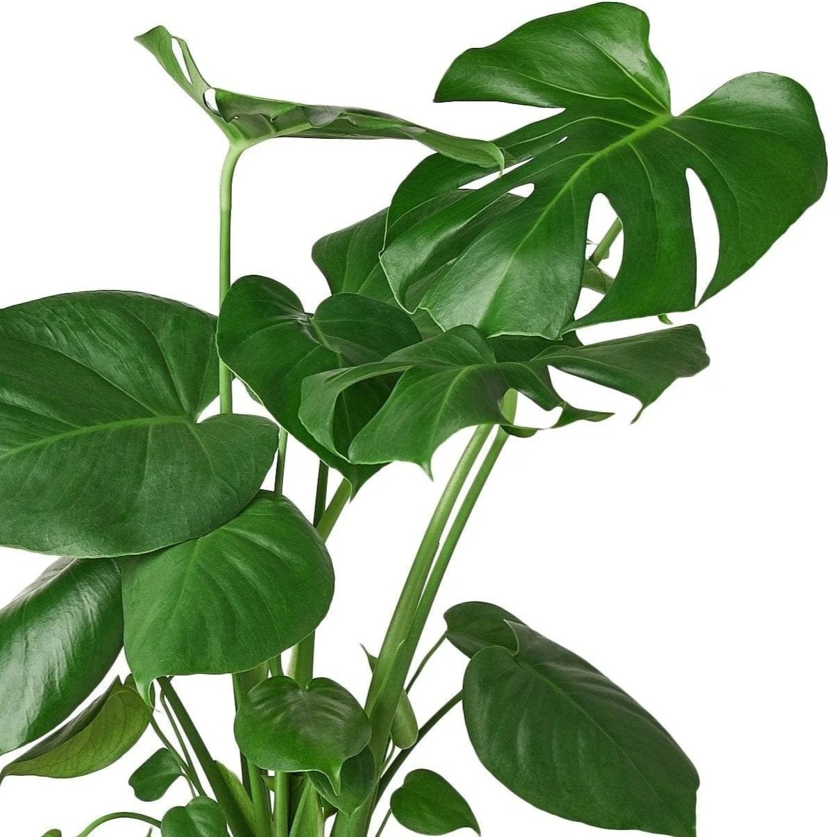 split+leaf.jpg