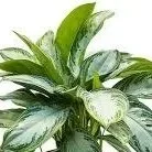 Aglaonema+Silver+Bay.jpg