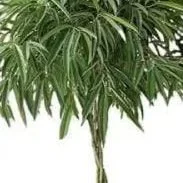ficus-alii.jpg