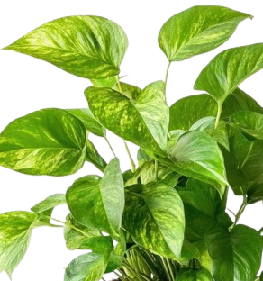 Pothos+Gold.png