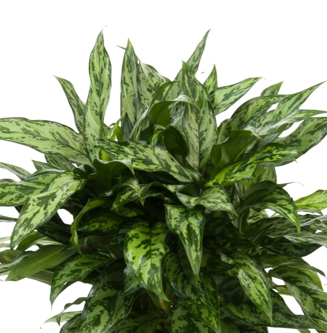 6" Aglaonema