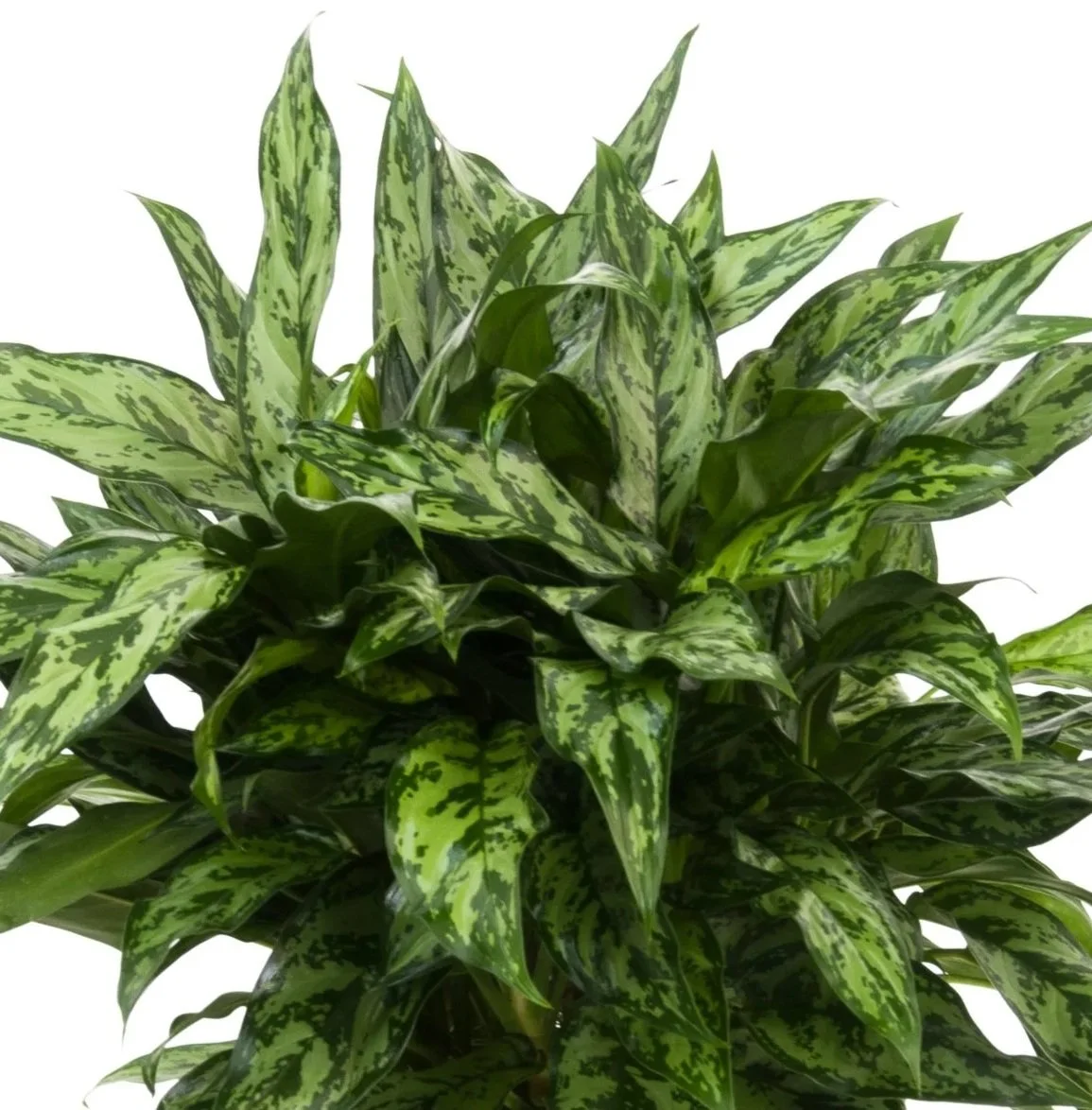 Aglaonema_Romeo_08in.jpg