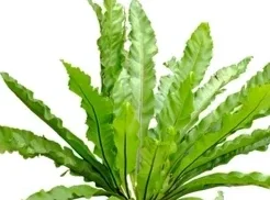 bird-nest-fern-asplenium-nidus-260nw-1189985716.webp