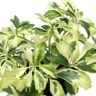 6" Arboricola