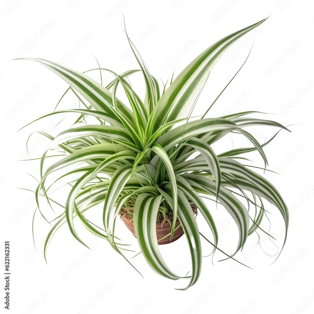 8" Spider Plant