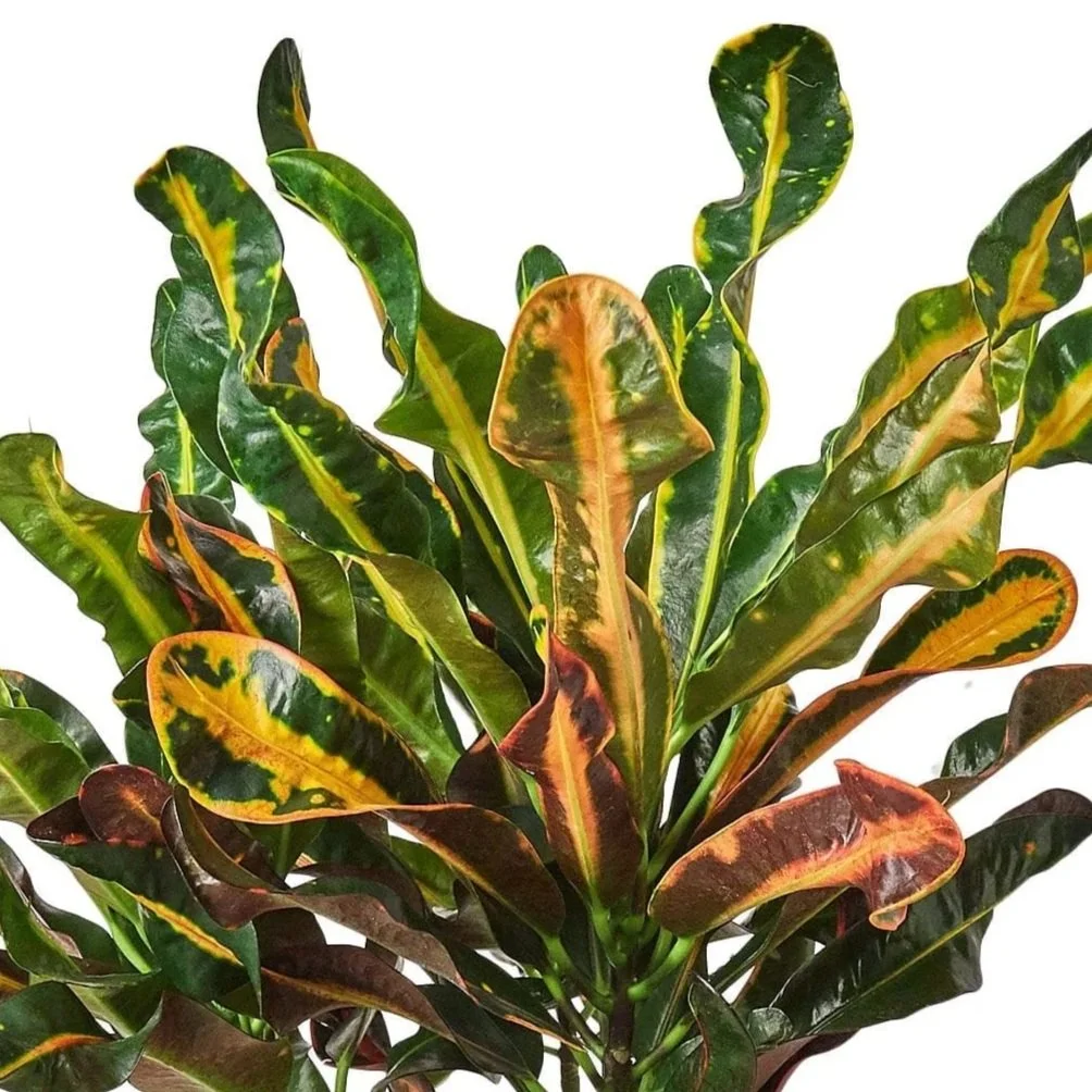 10" Croton