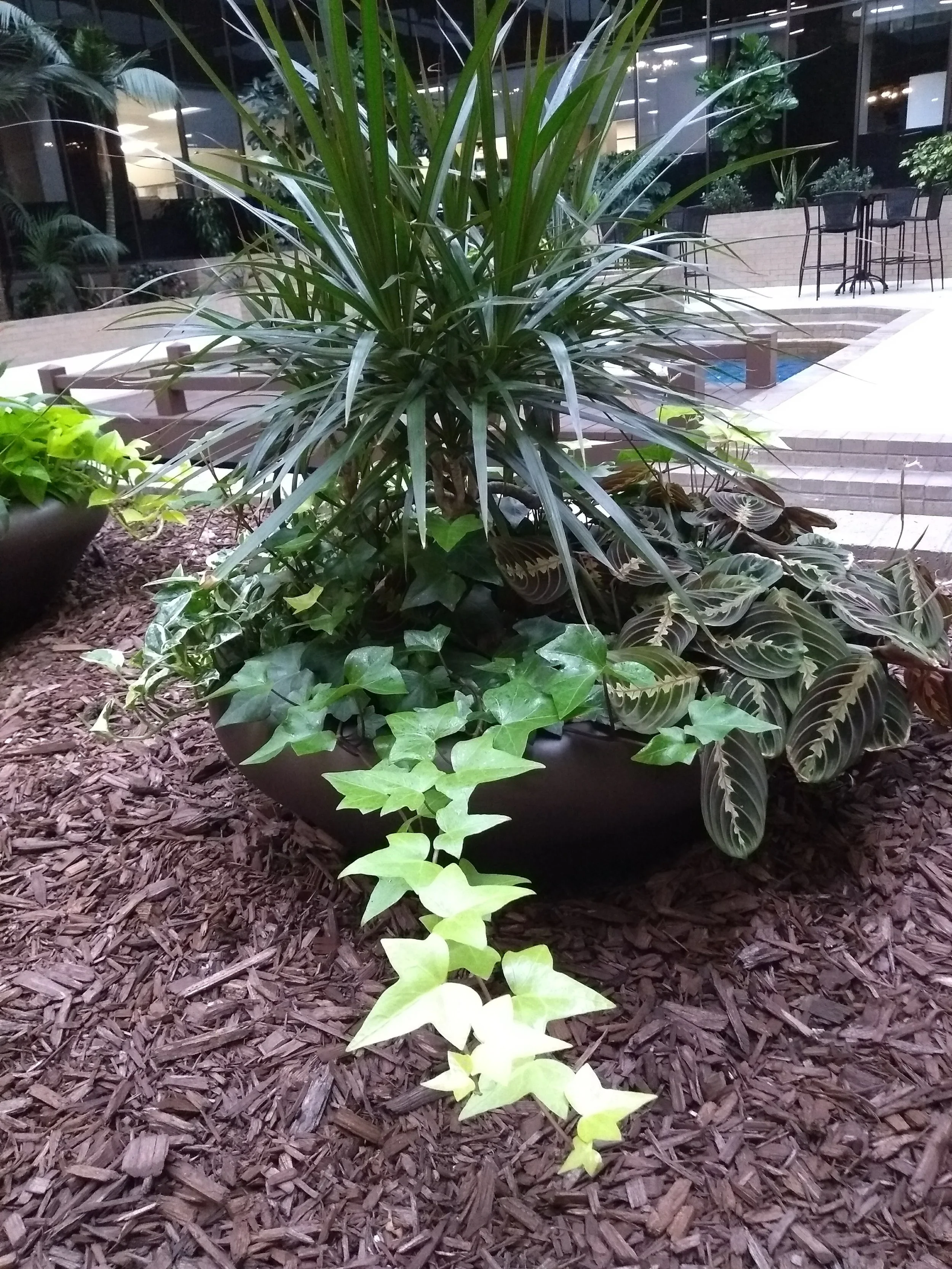Indoor garden with a large potted plant featuring long, narrow green leaves and surrounding greenery, set on a mulch-covered floor with steps and seating area in the background.