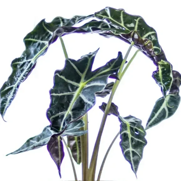 10" Alocasia