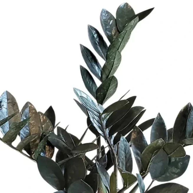 blackravenzzplantforsale.webp