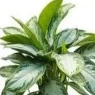 Aglaonema+Silver+Bay.jpg