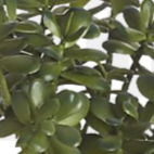 jade.png