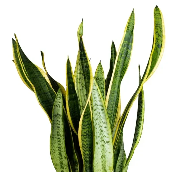 Sansevieria-trifasciata-Laurentii-.webp