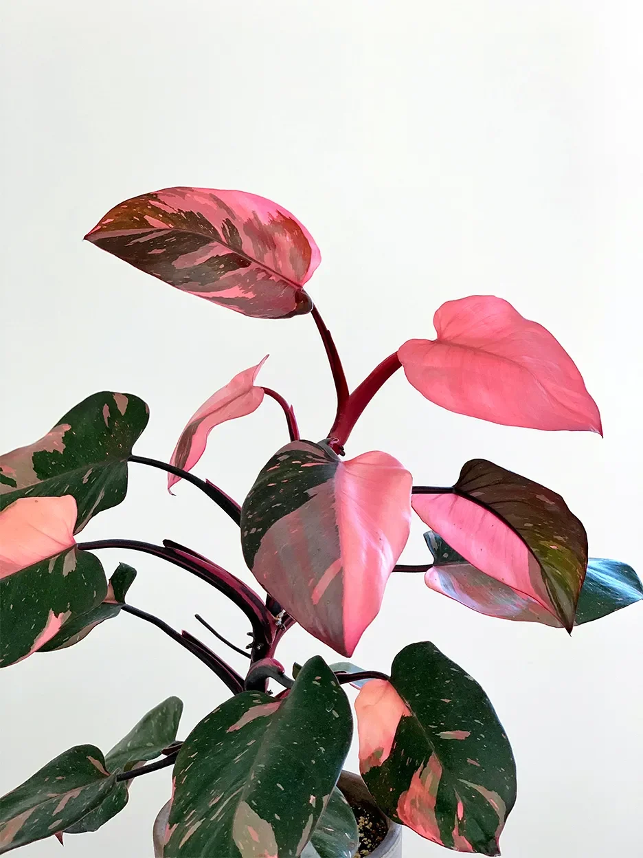 philo pink princess.webp