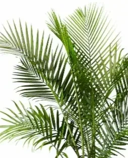 Majesty+Palm.webp