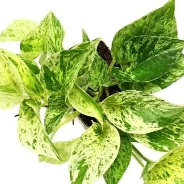 epipremnum-aureum-marble-queen.jpg