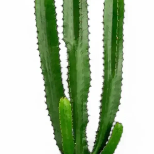 euphorbia-abyssinica-07.webp