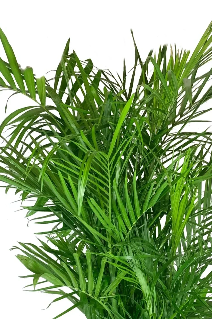 10" Palm