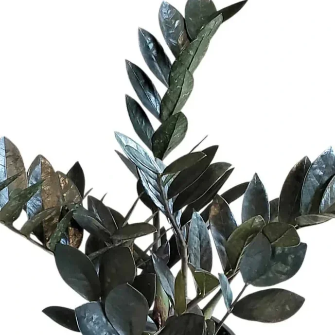 blackravenzzplantforsale.webp