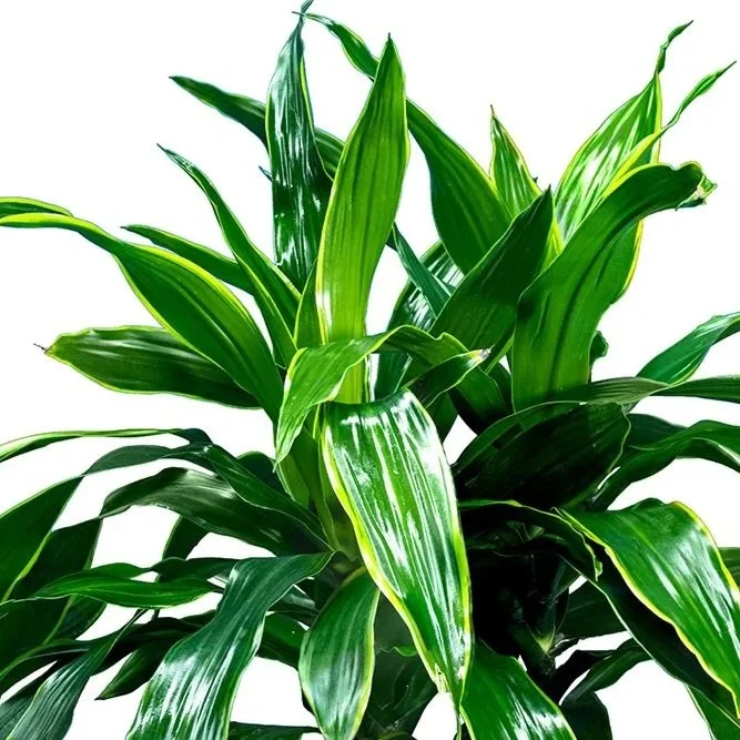 Dracaena-Art-Carmen-.jpg