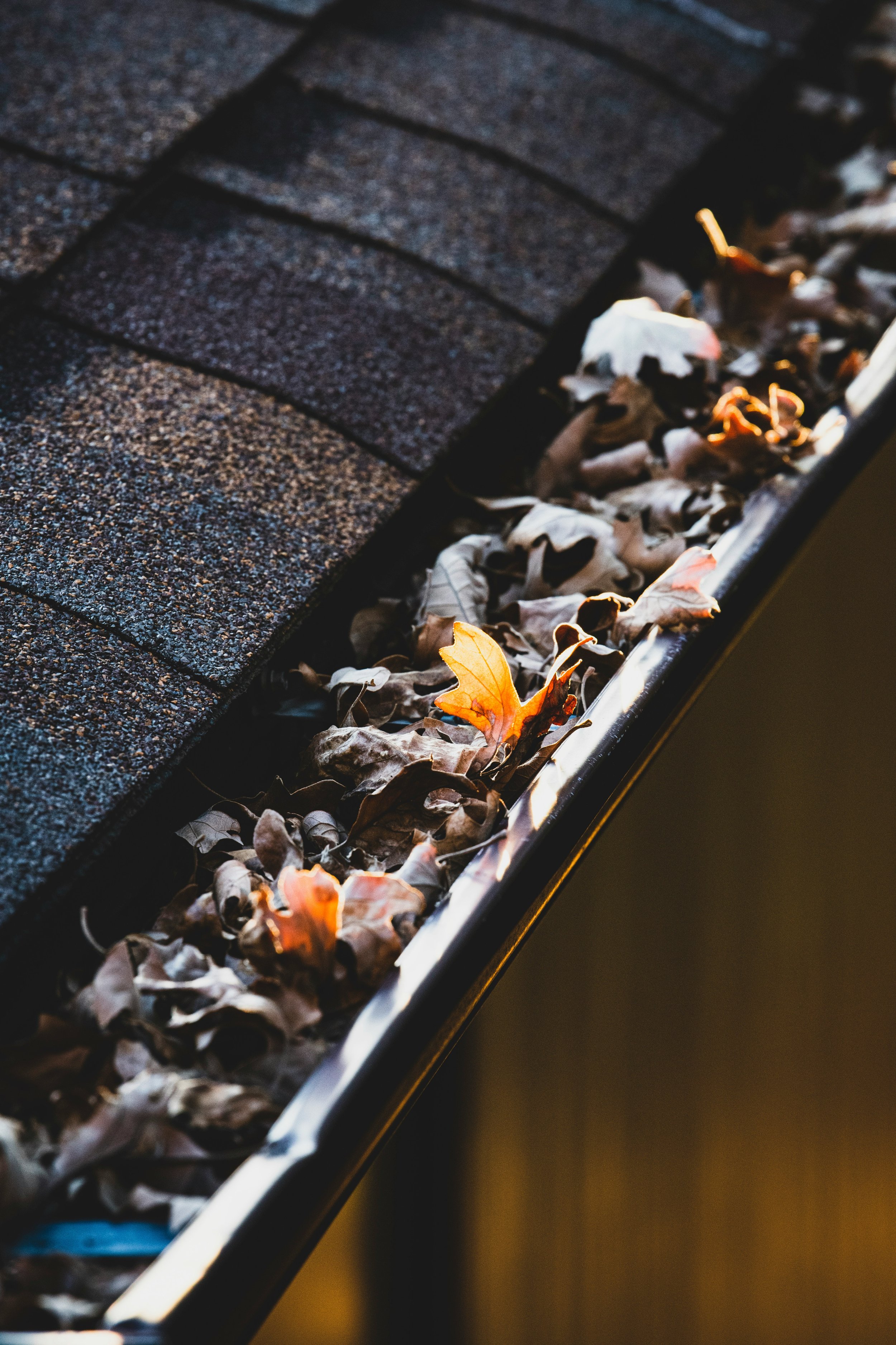 Gutter Cleaning. Close-up of a roof gutter filled with fallen autumn leaves beneath asphalt shingles.