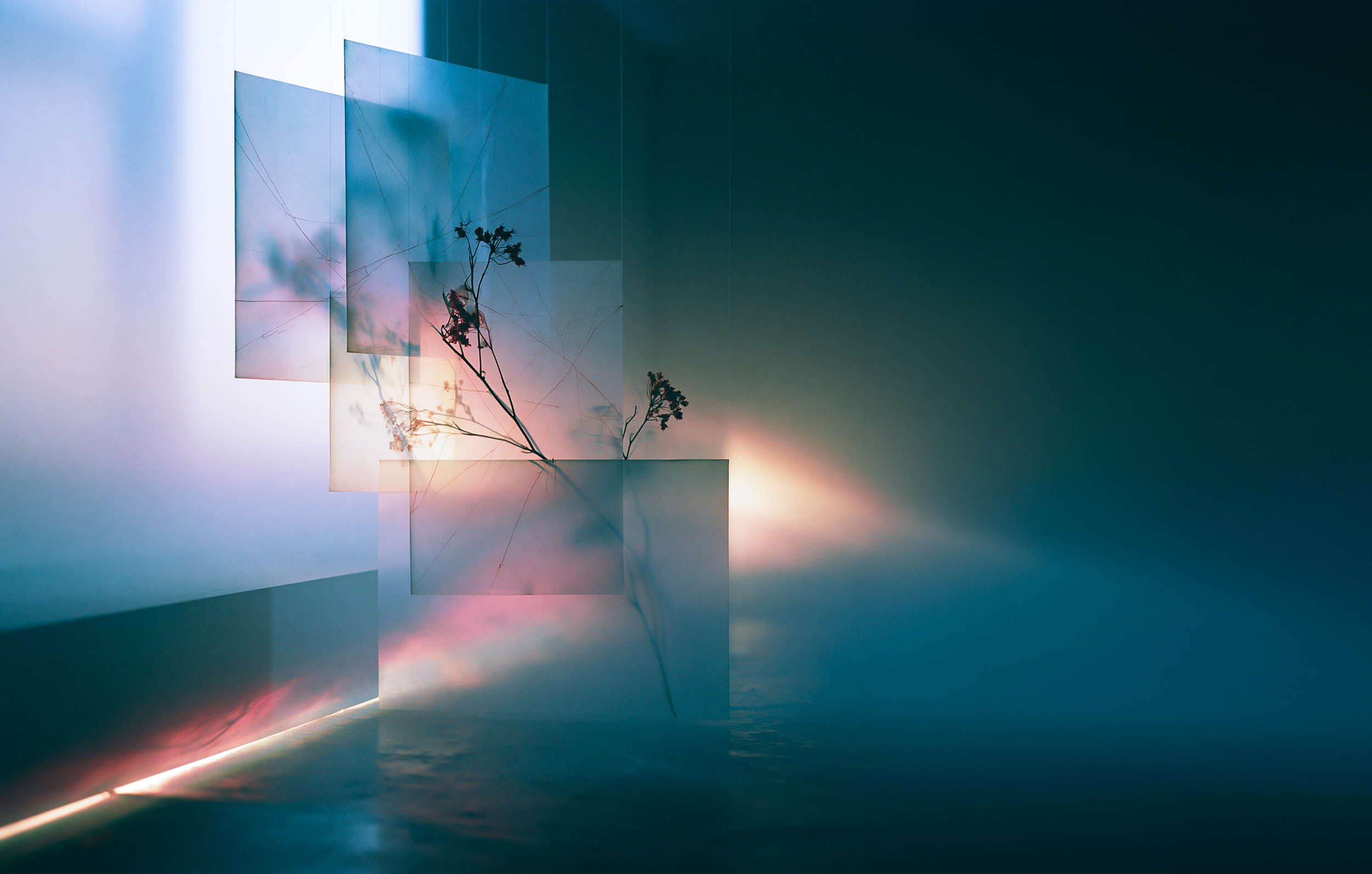 Translucent panels overlap in a dim architectural space, with fine thread-like lines and delicate botanical shadows emerging through soft blue and pink light.