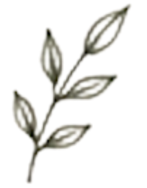 A black and white illustration of a plant with leaves and a flower bud.