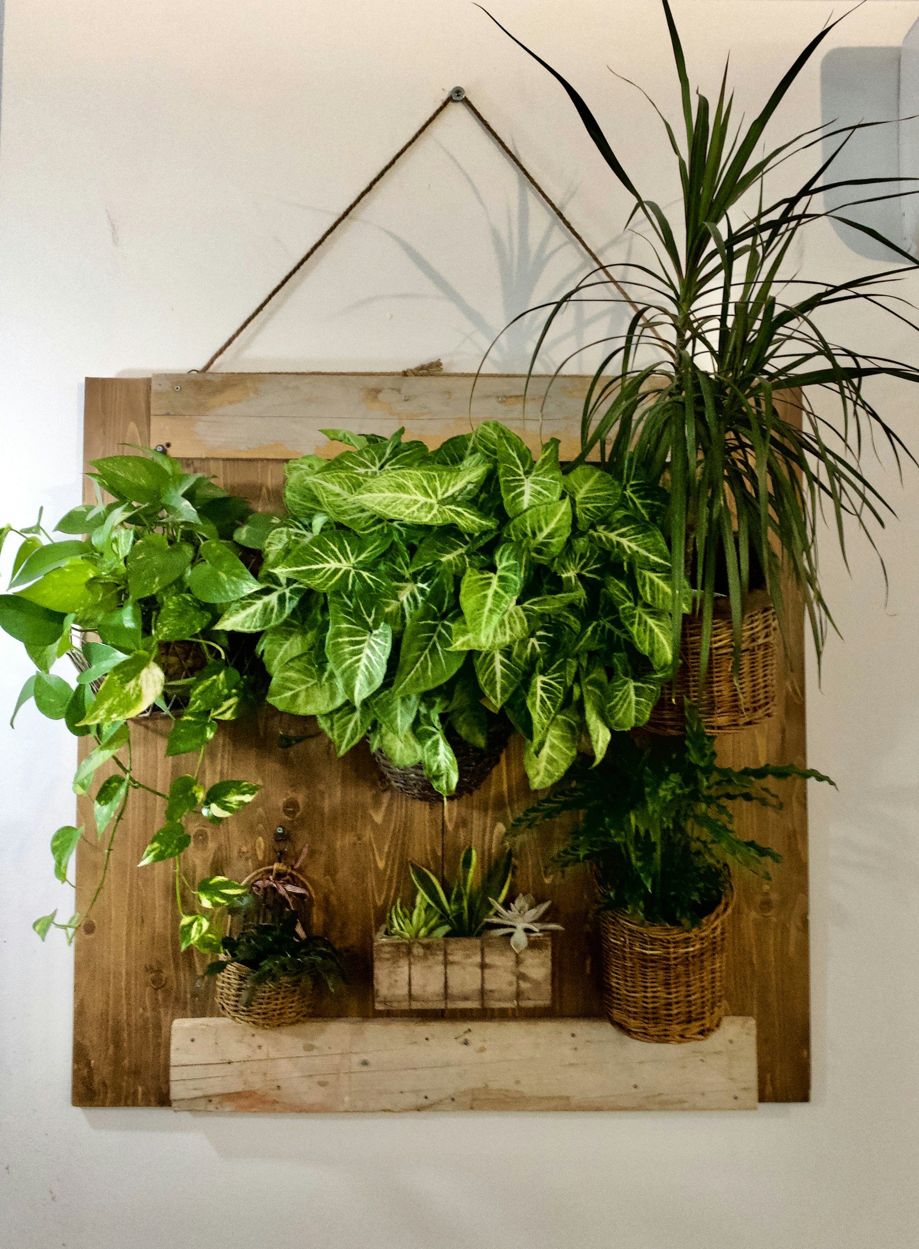 A wooden wall display featuring a variety of indoor plants in woven baskets and pots, with a wooden backdrop and a wall hanging in the background.