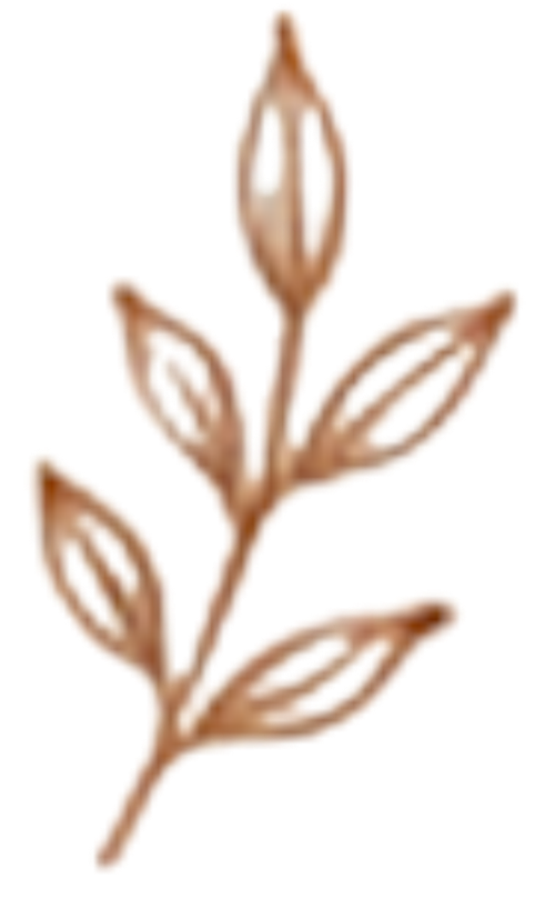 A stylized drawing of a plant with a single flower at the top, four leaves along the stem, all in a soft brown color.