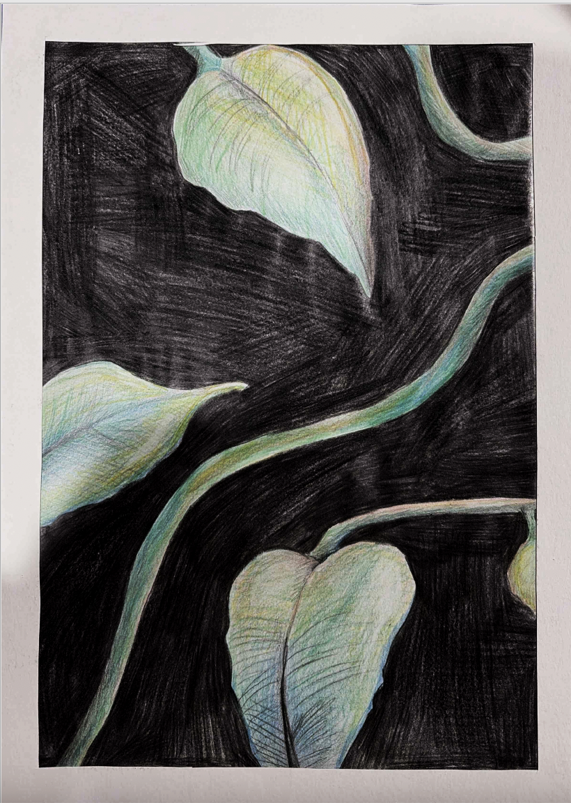 A colored pencil drawing of three light-colored leaves with veins on a dark background.