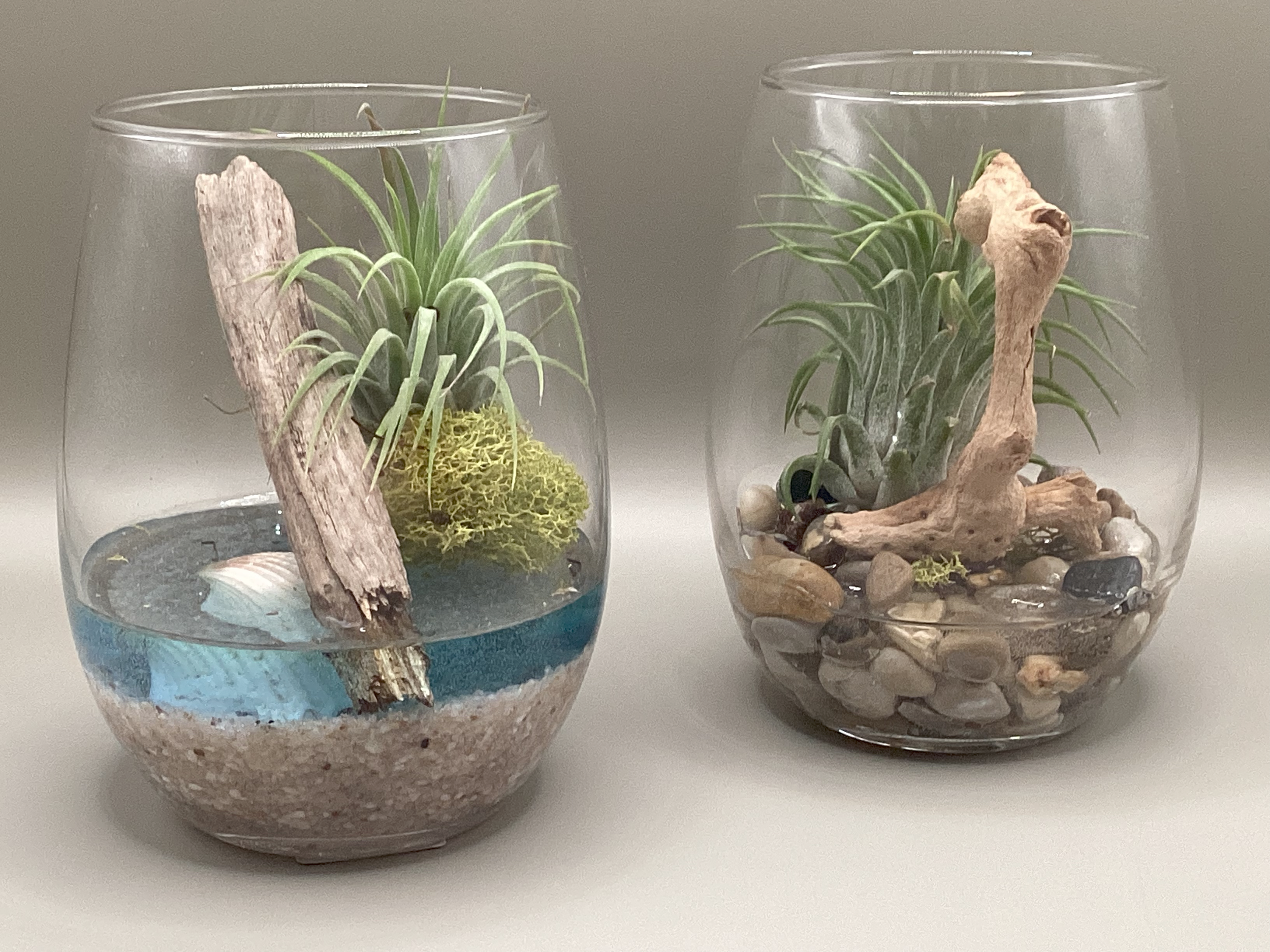 Two glass terrariums with air plants, driftwood, moss, small stones, and shells, arranged decoratively.