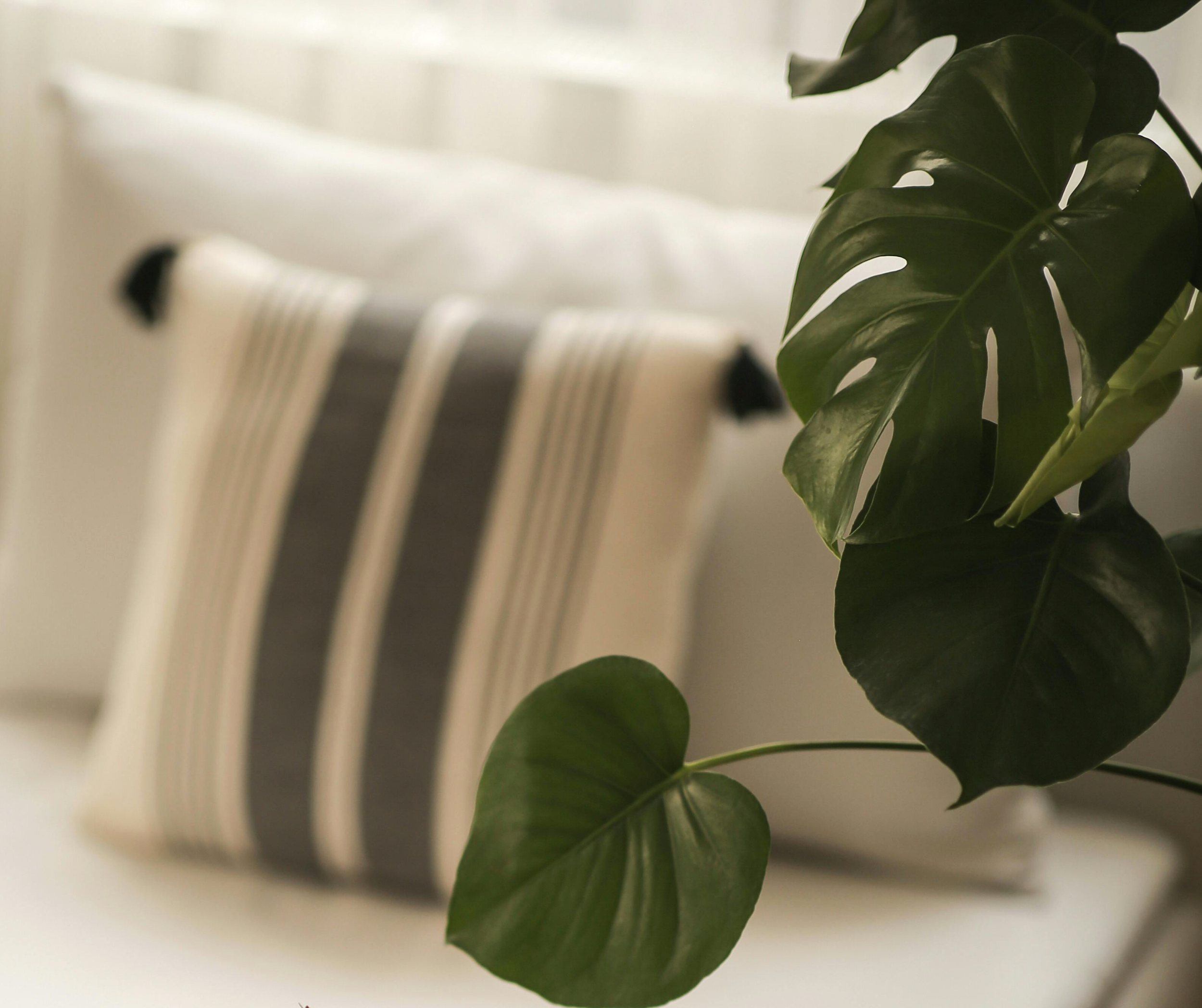 Feuilles vertes de Monstera devant un coussin à rayures sur un fauteuil, dans un intérieur lumineux.