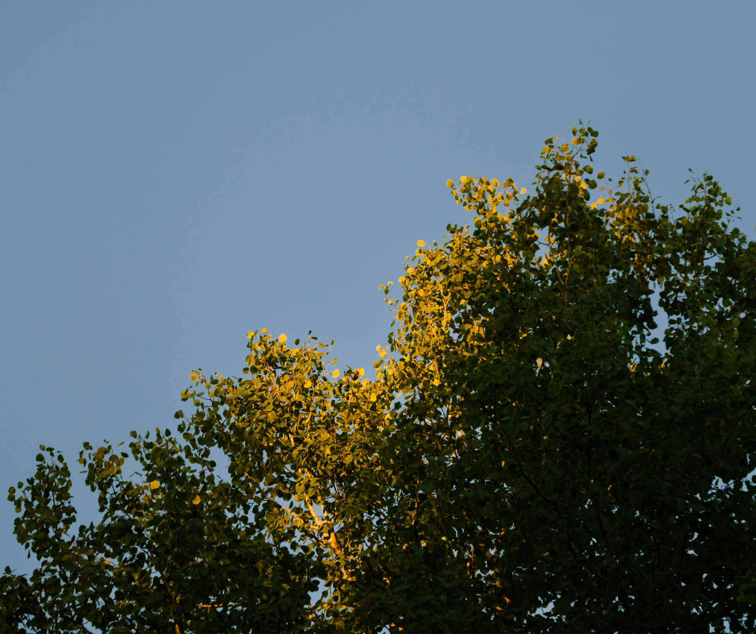 Arbre aux feuilles vertes éclairé par le soleil en fin de journée contre un ciel bleu clair.