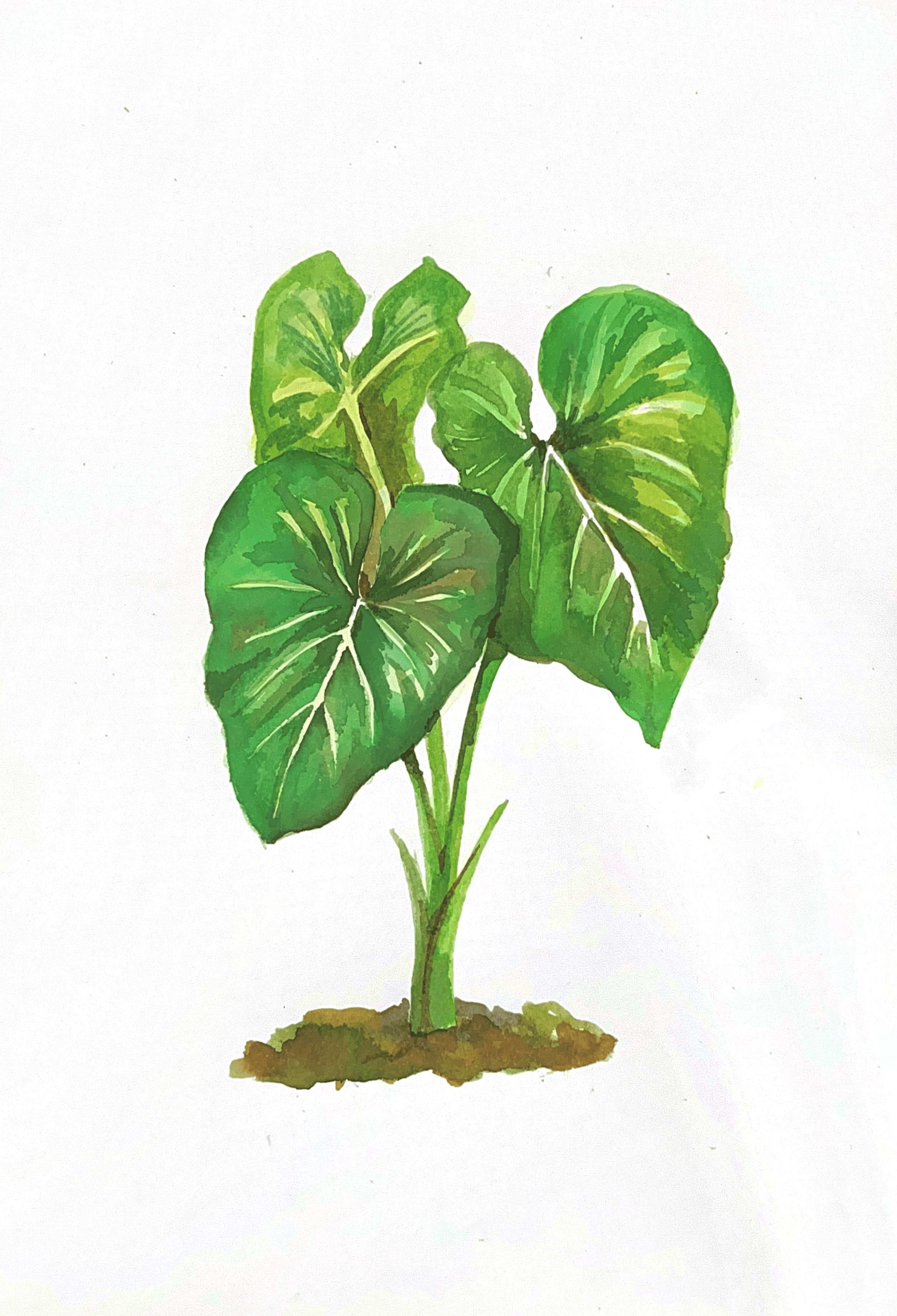 Taller: Acuarela Botánica