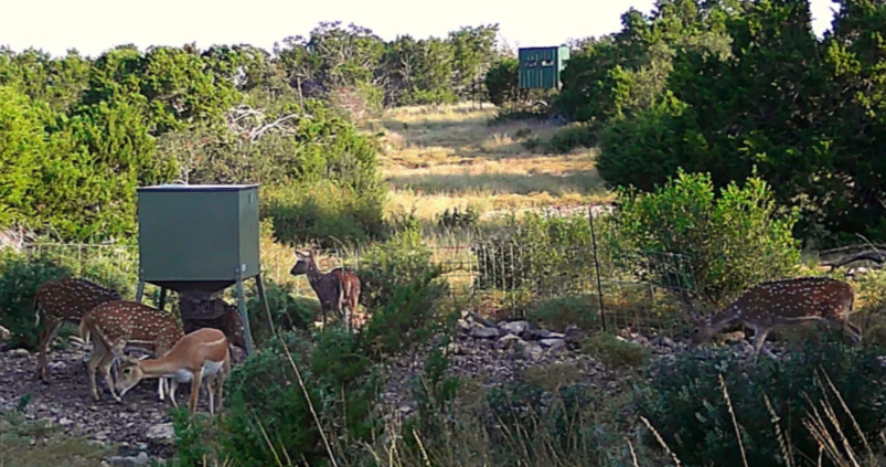 deerG.png