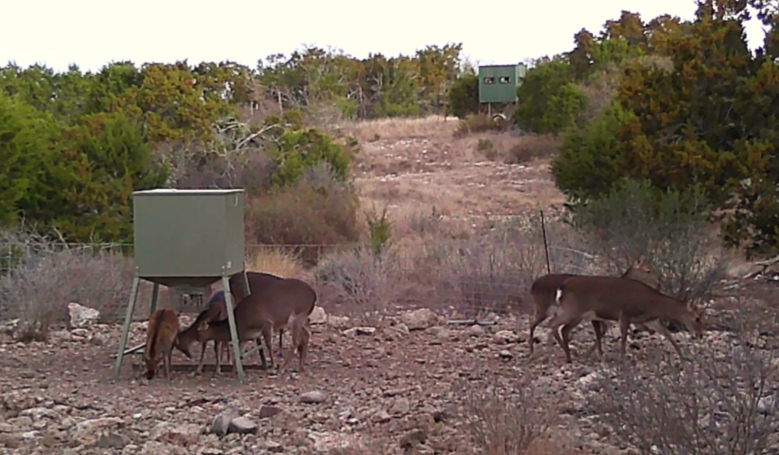 deerD.png